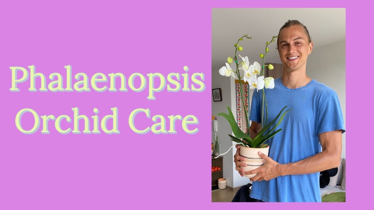 Video thumbnail for Phalaenopsis Orchid Care Tutorial
