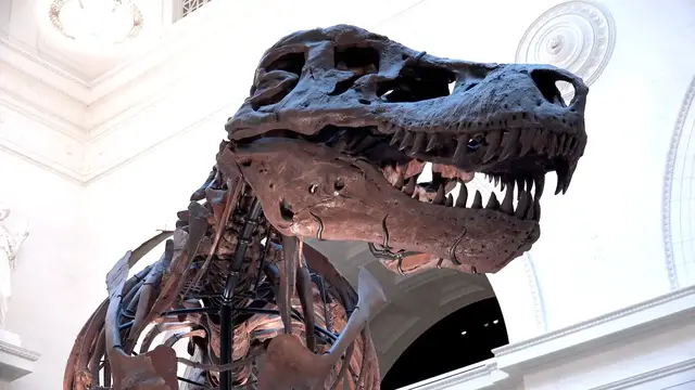 Video thumbnail for Two Centuries On, Dinosaurs Still Reveal New Secrets