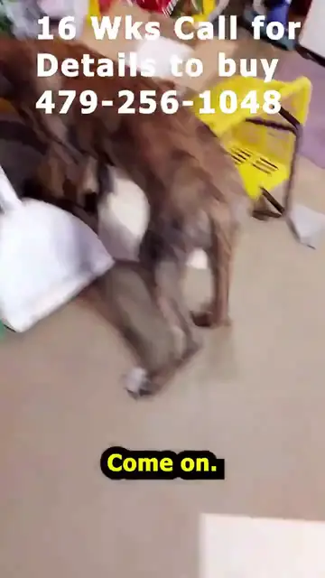 Video thumbnail for Grey Collar Brindle Boy Great Dane 09 04 26 #Shorts