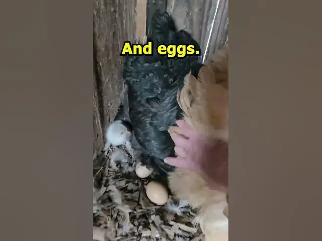 Video thumbnail for Standard Cochins Co Parenting Chicks #Shorts