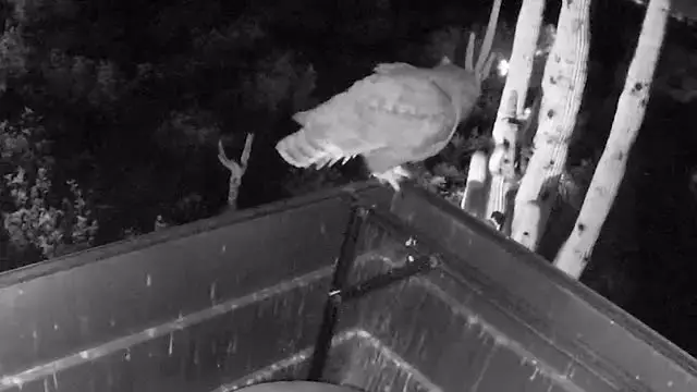 Video thumbnail for Two Owls Rescued From Chimney | Wild-ish TV