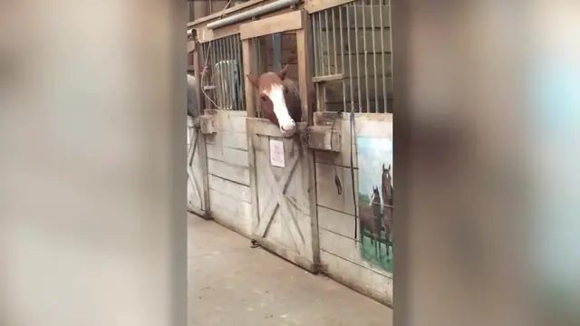 Video thumbnail for Genius Horse Escapes From Stable | Wild-ish TV
