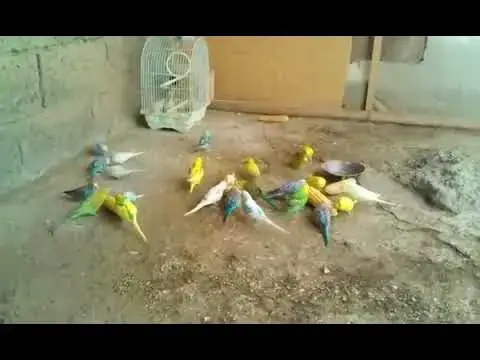 'Video thumbnail for تربية طيور البادجي في المنزل تربية طيور البادجي في المغرب'