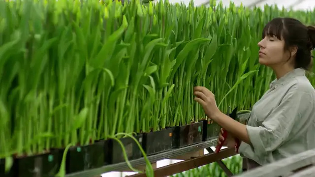 Video thumbnail for Growing Tulips at Home