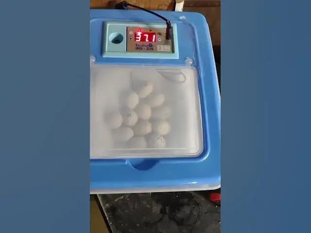 Video thumbnail for First Time Incubating Chicken Eggs Lockdown #Shorts