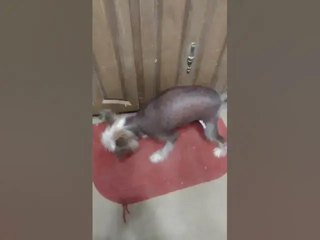 Video thumbnail for Chinese Crested Begging for Food