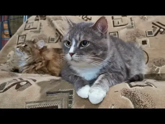 Video thumbnail for How do cats communicate with other cats?