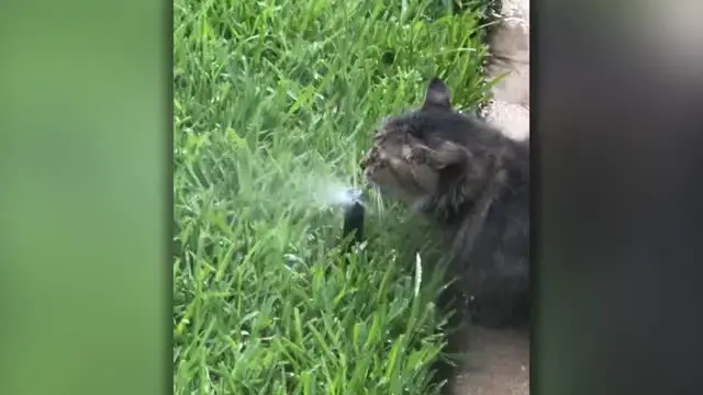 Video thumbnail for Cat Takes Face Full Of Water For Cool Drink On Hot Day | Wild-ish TV