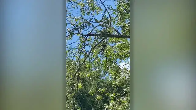 Video thumbnail for Man Rescues Dove Trapped In Tree Using Drone | Wild-ish TV