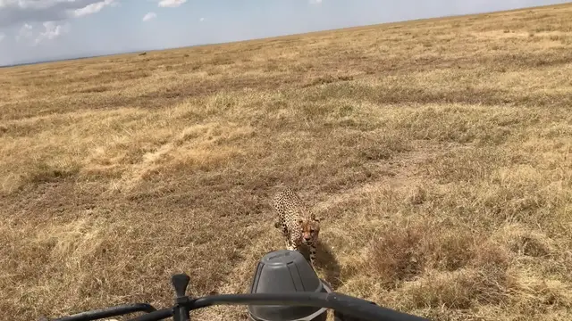 Video thumbnail for Incredible Cheetah Selfie In Serengeti | Wild-ish TV
