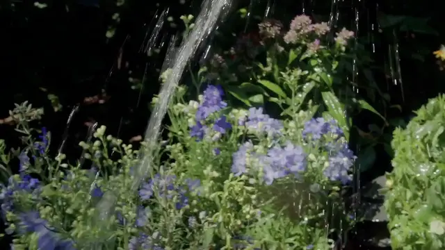 Video thumbnail for How To Grow Azaleas