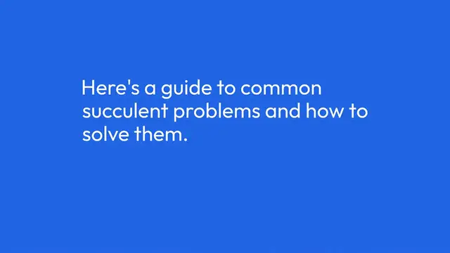 Video thumbnail for Common Succulent Problems And Solutions