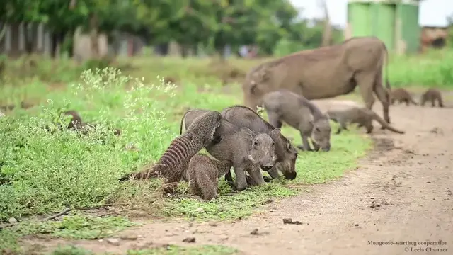 Video thumbnail for Meet the real Timon and Pumba: Warthogs and mongooses team up as great pals in real-life.