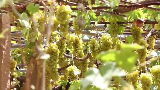 Video thumbnail for Kuwait: A lifeline, but no cure -- solar power becomes bitter choice for Yemeni grape growers.