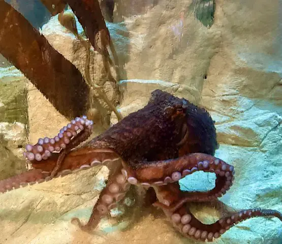 Video thumbnail for Help name Long Island Aquarium’s new octopus