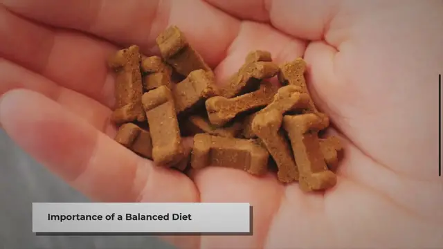 Video thumbnail for Feeding Your Pet Geese: A Quick Guide