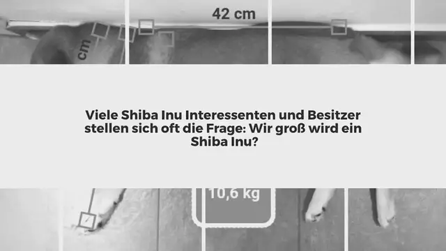 Video thumbnail for Shiba Inu Größe: Wie groß wird ein Shiba Inu?