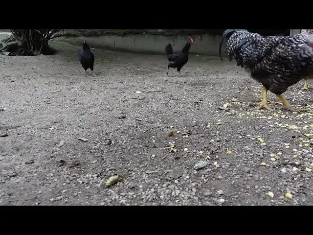 Video thumbnail for Chickens and Roosters