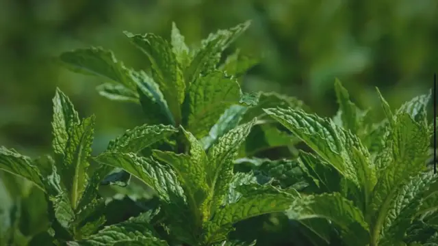 'Video thumbnail for Comment conserver la menthe fraîche'