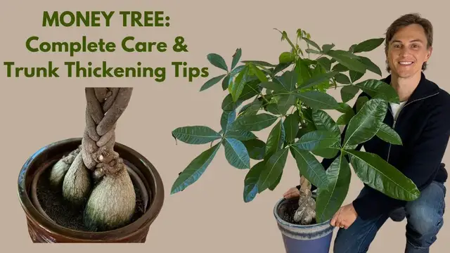 Video thumbnail for Money Tree: How to Grow, Trunk Thickening Techniques, & Braiding Tips (Pachira aquatica, P. glabra)