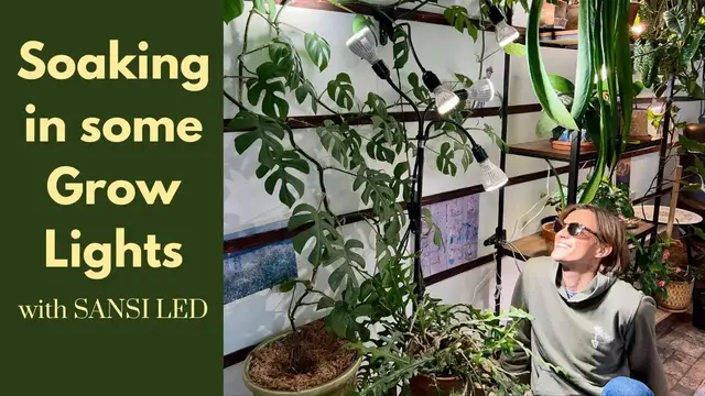 Video thumbnail for Best Brand of Grow Lights for your Money? Using Different Kinds for Houseplants