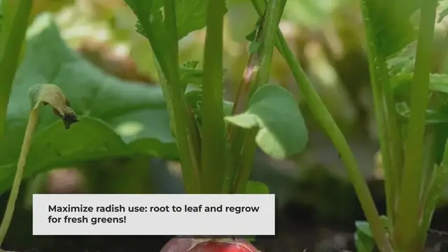 Video thumbnail for From Root to Leaf: Maximizing Your Radishes for Health and Sustainability