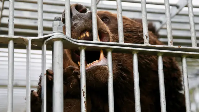 'Video thumbnail for Japan deploys troops to northern mountains to tackle rising deadly bear attacks'