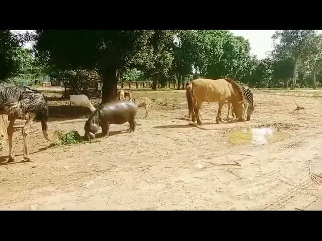 Video thumbnail for @# safari animals@# free.animal world..@# sri lankan safari...@#