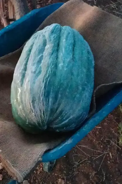 Video thumbnail for Weighing the heaviest cantaloupe melon