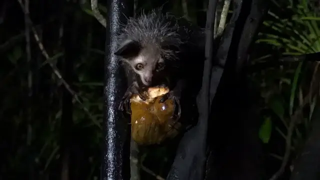Video thumbnail for Rare Aye-aye Lemur in Madagascar