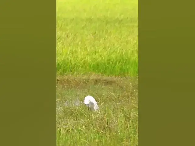 'Video thumbnail for White Bird Catch Snail WB 02 #bird #birds #shortbird #viralbirds'