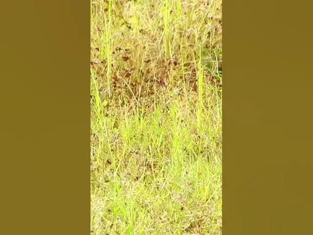'Video thumbnail for Male Dove Birds #dovebird #smallbird #birds #bird #shortdove #nestdove #babiesdove'