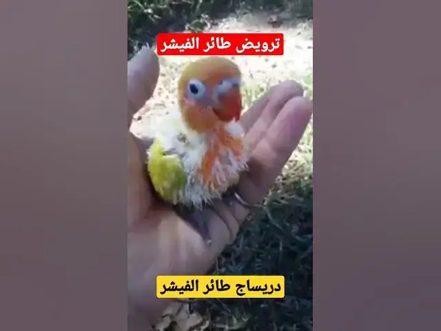 'Video thumbnail for تربية الطيور: ترويض طائر الفيشر 'دريساج الفيشر' #shorts'