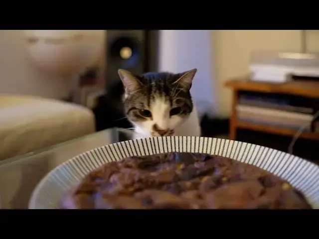 'Video thumbnail for Why do cats arch their backs when scared or excited?'