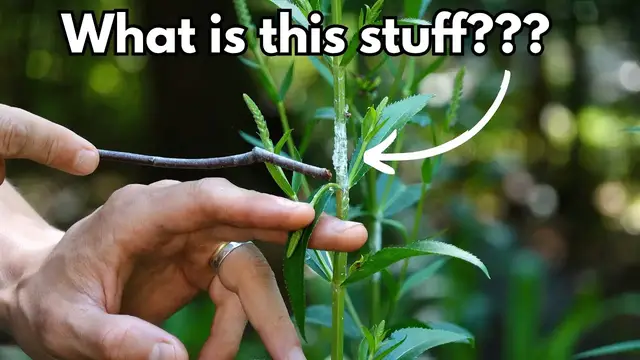 Video thumbnail for What is this White Fuzz on my Plants? Is it dangerous, is it mealybugs?