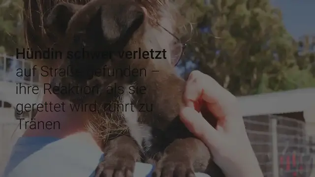 Video thumbnail for Hündin schwer verletzt auf Straße gefunden – ihre Reaktion, als sie gerettet wird, rührt zu Tränen