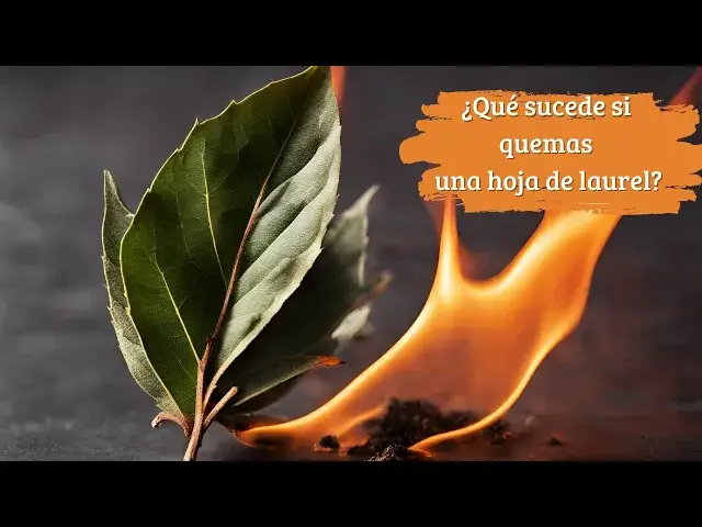 Video thumbnail for ¿Qué sucede si quemas una hoja de laurel en tu casa?