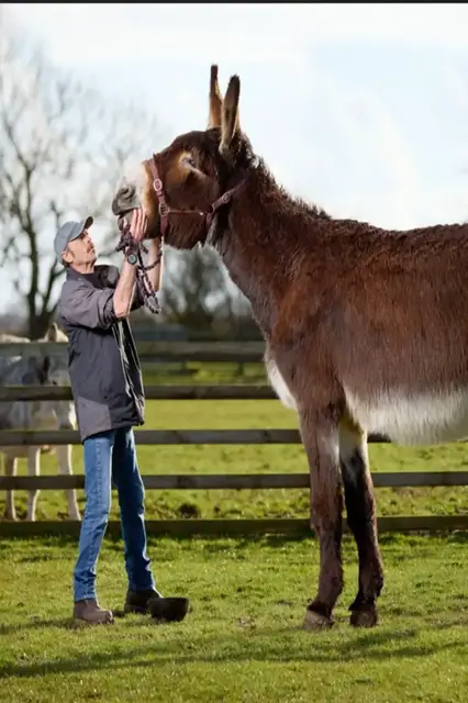 'Video thumbnail for Tallest donkey - Derrick at 167 cm (5 ft 5 in)'