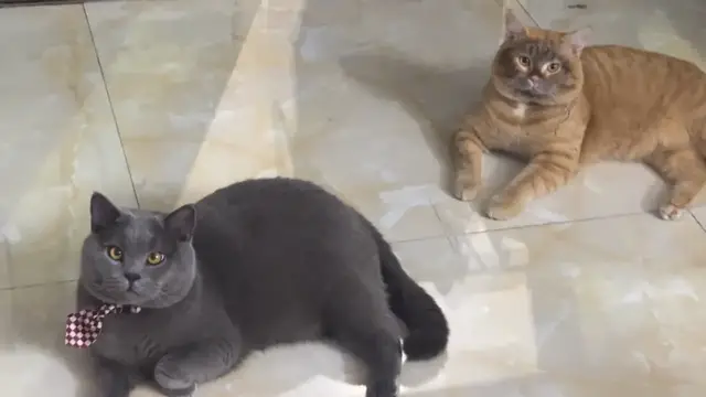 Video thumbnail for Orange Cat with Dirty Face Next to Black Siamese Cat