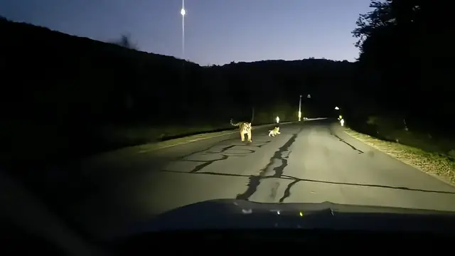 Video thumbnail for Siberian Tigers Walk Along Highway at Night in Jilin, China