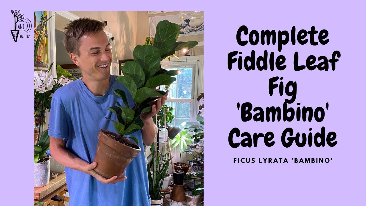 Video thumbnail for FIDDLE LEAF FIG 'Bambino' Care - Ficus lyrata Tree Care