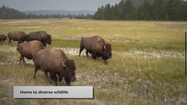 'Video thumbnail for Animals of the Grasslands: A Brief Introduction'