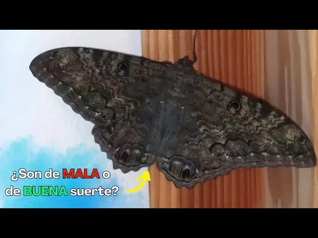 Video thumbnail for Las mariposas negras no son de mala suerte, que una llegue a tu casa tiene un hermoso significado