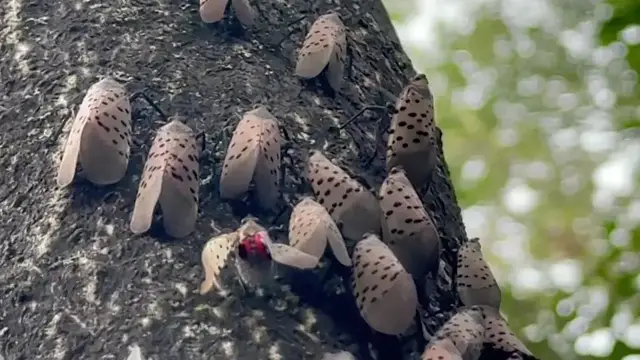Video thumbnail for Spotted lanternflies swarm parts of NJ as summer infestation returns