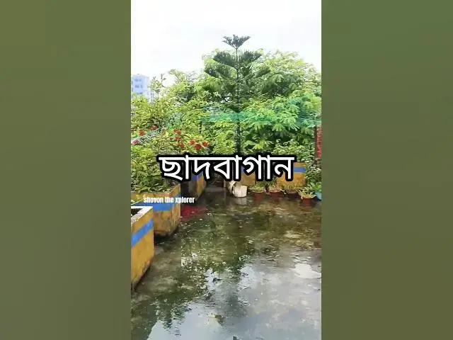 'Video thumbnail for ছাদবাগানে আজকের সবুজ সকাল 🌿 | Rooftop Garden Shorts'