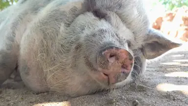 'Video thumbnail for Why_don't_pigs_sweat'