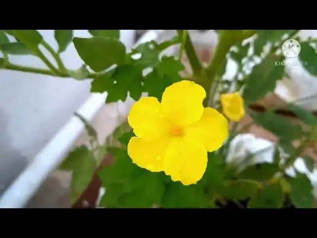 Video thumbnail for Beutiful flowers