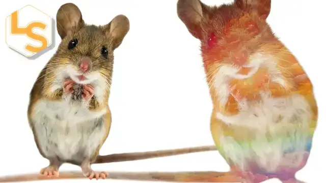 'Video thumbnail for How Mice Help Us Understand Illusions of the Mind'