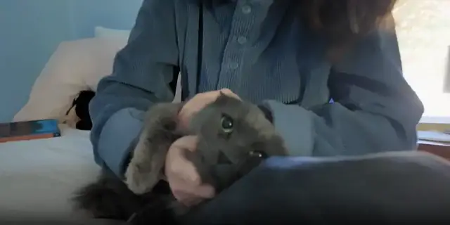 Video thumbnail for 'What a gift.' Greenwich cat missing 571 days finally reunited with family