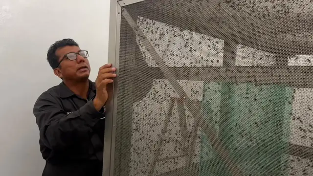 Video thumbnail for Mexico: US, Mexico launch sterile fly facility to combat screwworm pest.